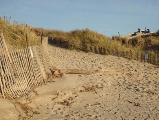 Dune grass behind sand is protected by fence.