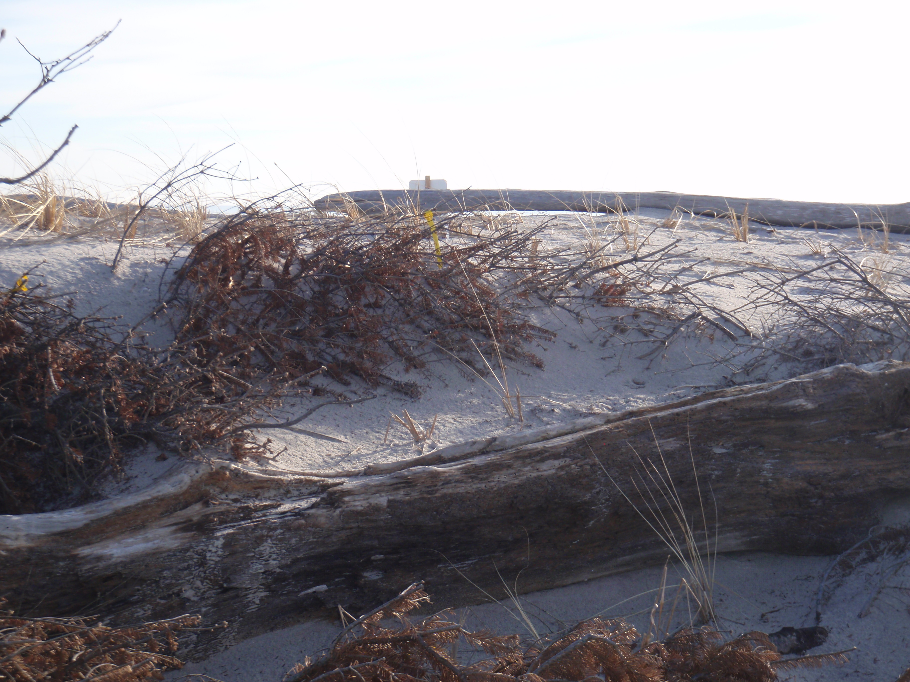 Waterford beach with Christmas tree to control erosion
