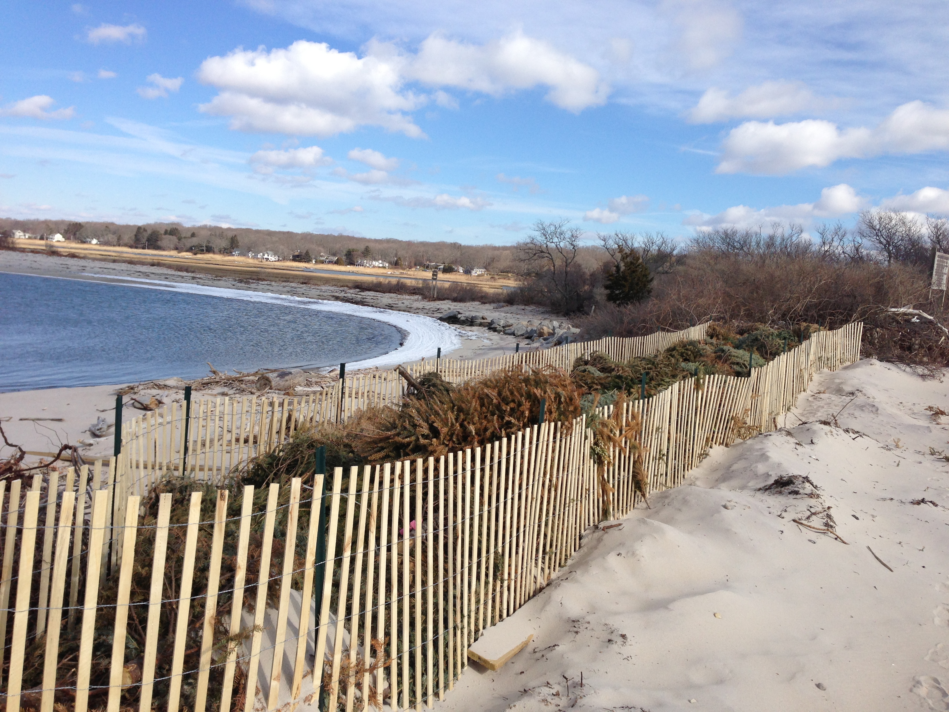 Use of Christmas trees on dune at Old Black Point Beach.