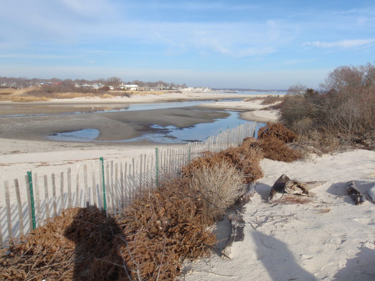 Christmas trees should be fastened together, staked down, or otherwise secured. Like dune fencing, major storms can easily move these trees, scrubbing away sand and dune plants. 